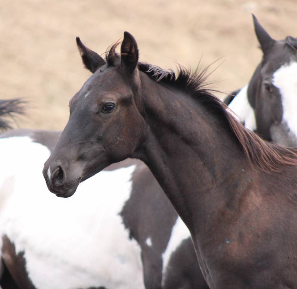 Puledro Paint Horse In vendita 2026 Nero