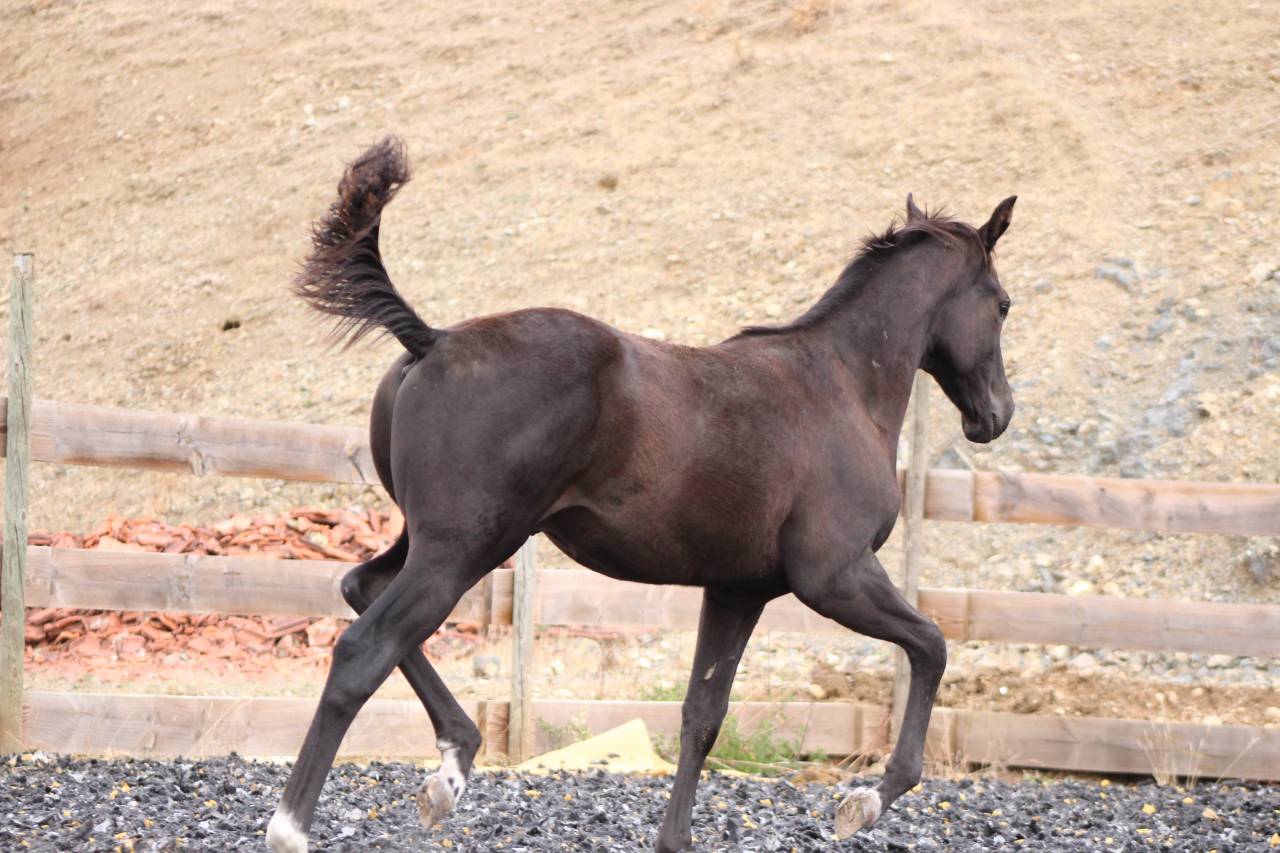 Puledro Paint Horse In vendita 2026 Nero