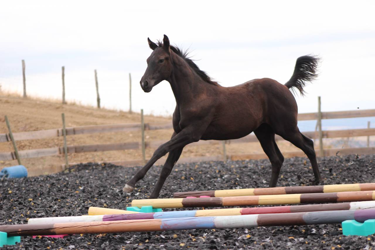 Puledro Paint Horse In vendita 2026 Nero