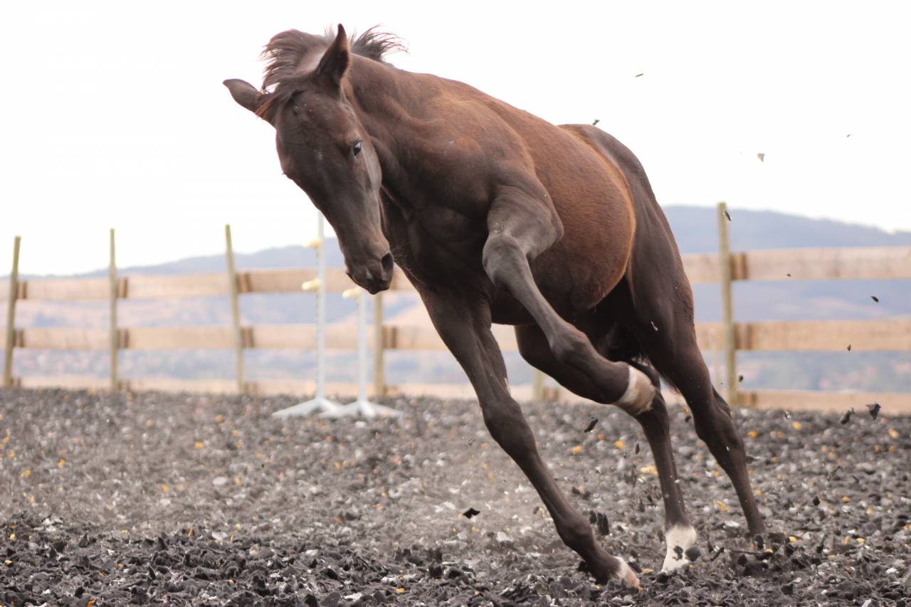 Puledro Paint Horse In vendita 2026 Nero