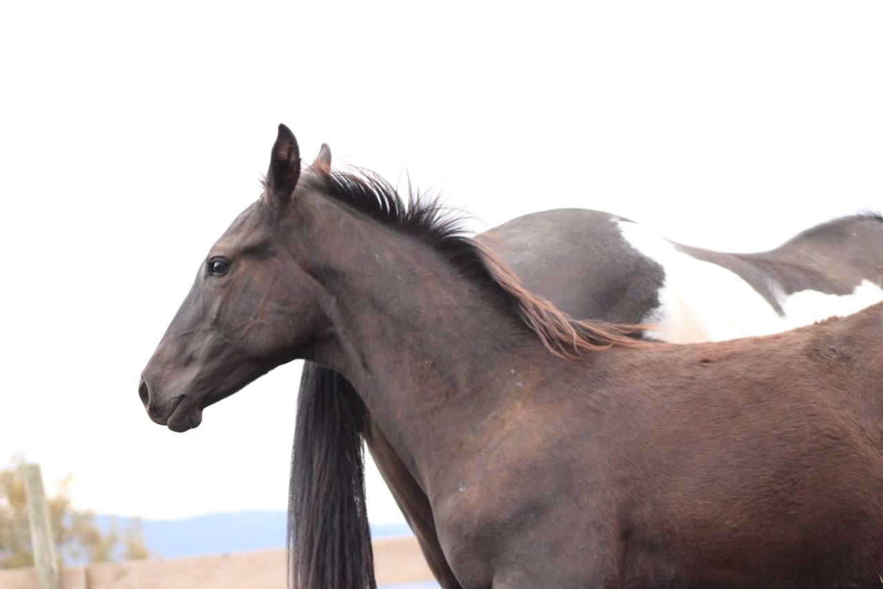 Puledro Paint Horse In vendita 2026 Nero