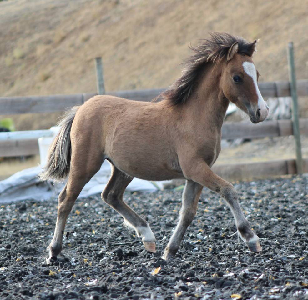 Puledro Welsh Cob  In vendita 2026 Isabella