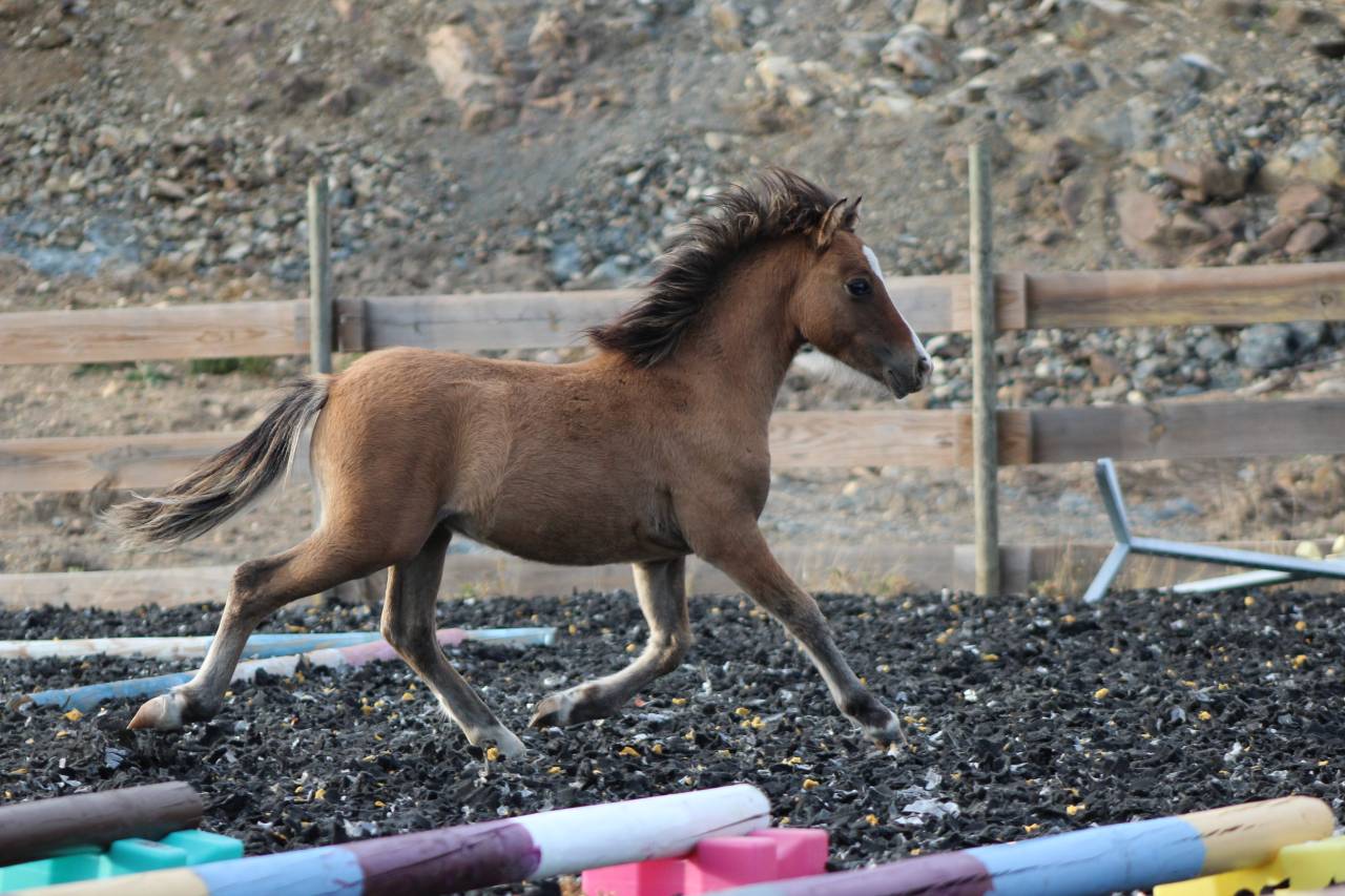 Puledro Welsh Cob  In vendita 2026 Isabella