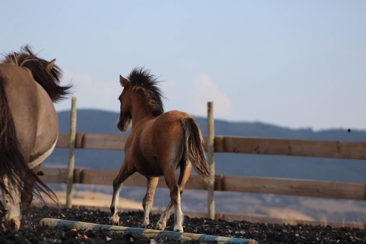 Puledro Welsh Cob  In vendita 2026 Isabella