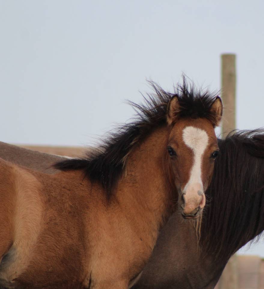 Puledro Welsh Cob  In vendita 2026 Isabella