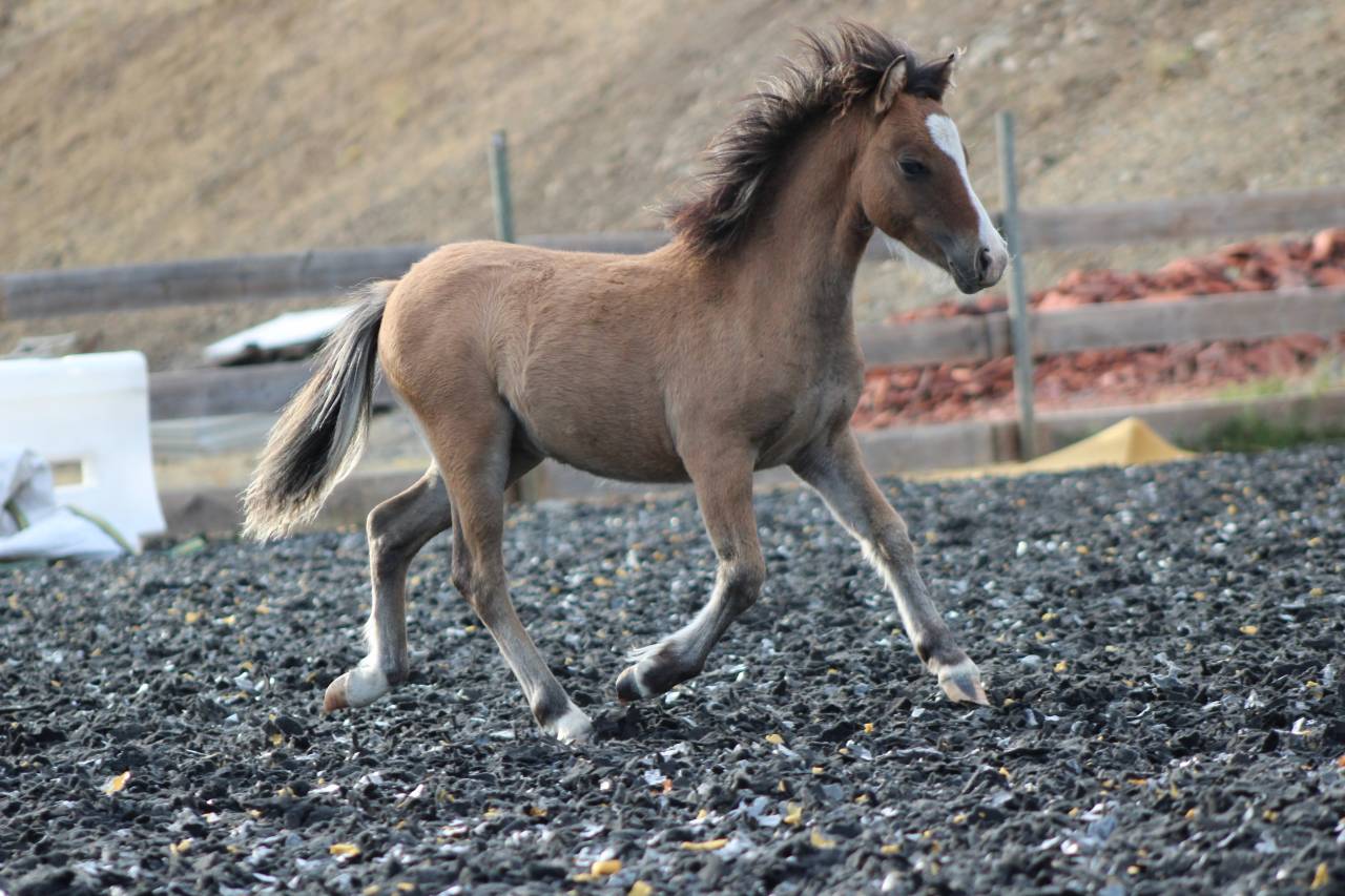 Puledro Welsh Cob  In vendita 2026 Isabella