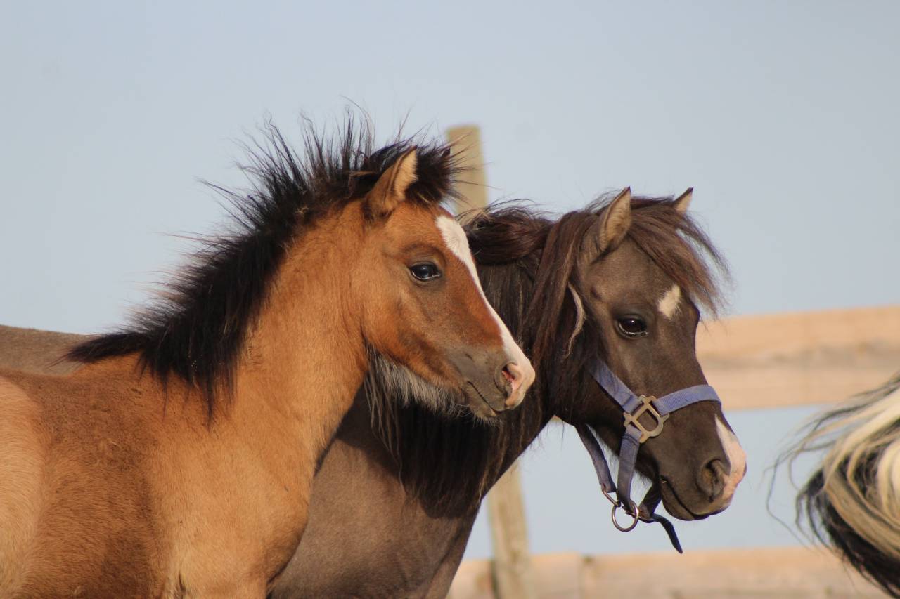 Puledro Welsh Cob  In vendita 2026 Isabella