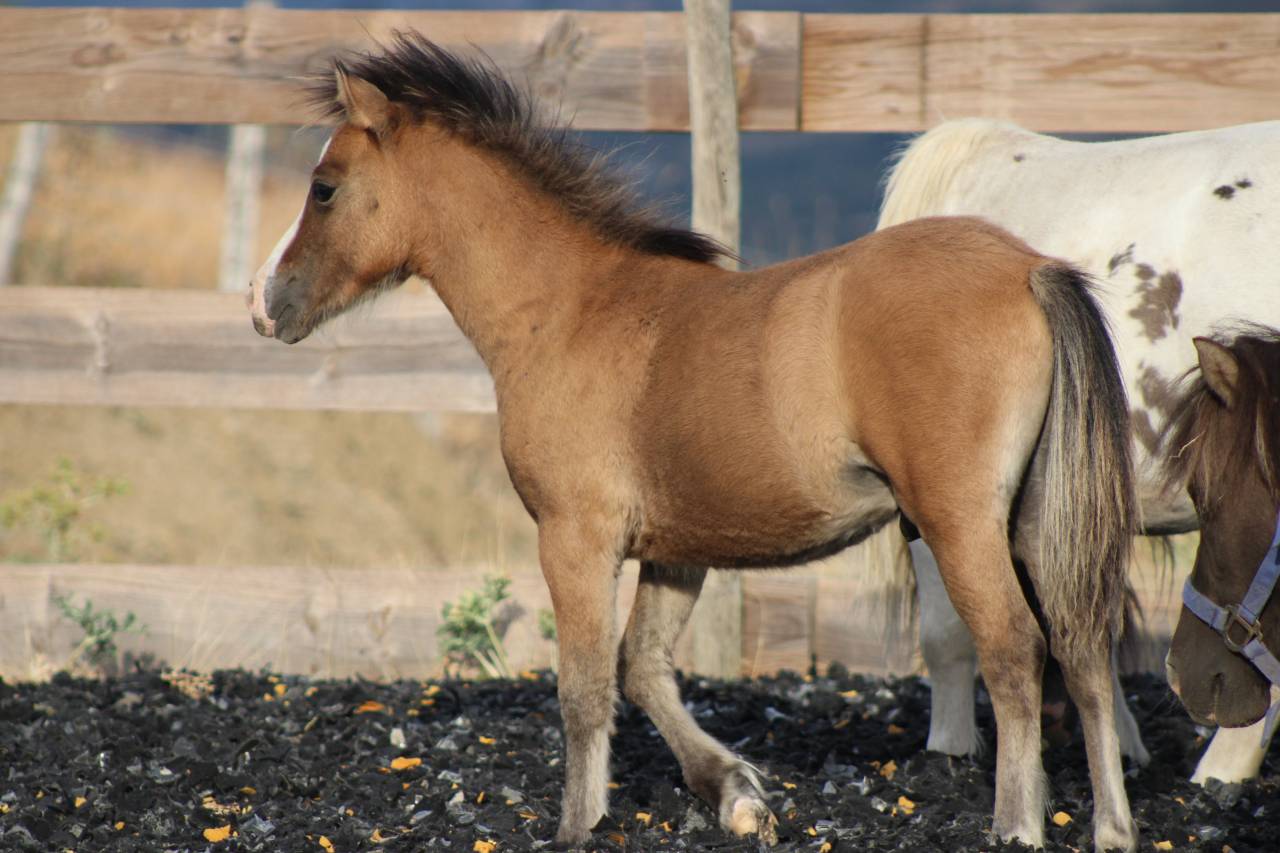 Puledro Welsh Cob  In vendita 2026 Isabella