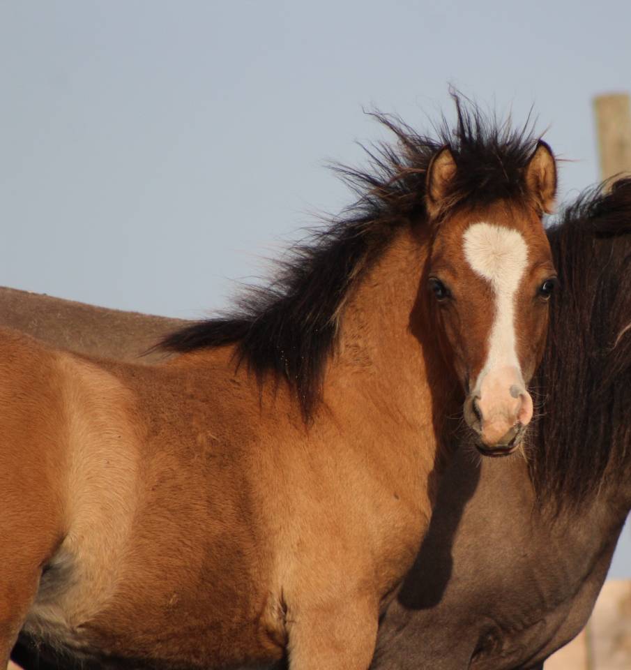 Puledro Welsh Cob  In vendita 2026 Isabella