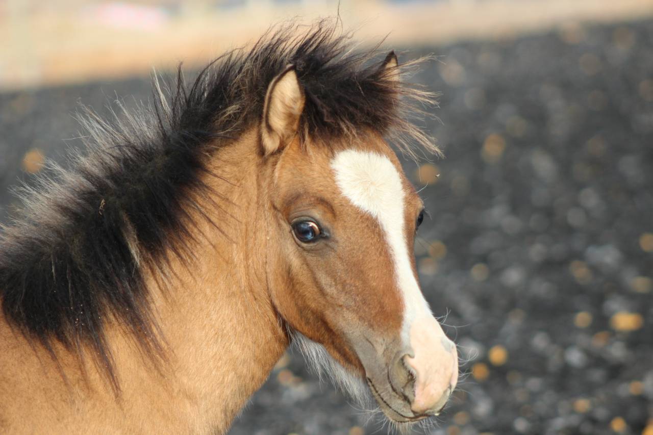 Puledro Welsh Cob  In vendita 2026 Isabella