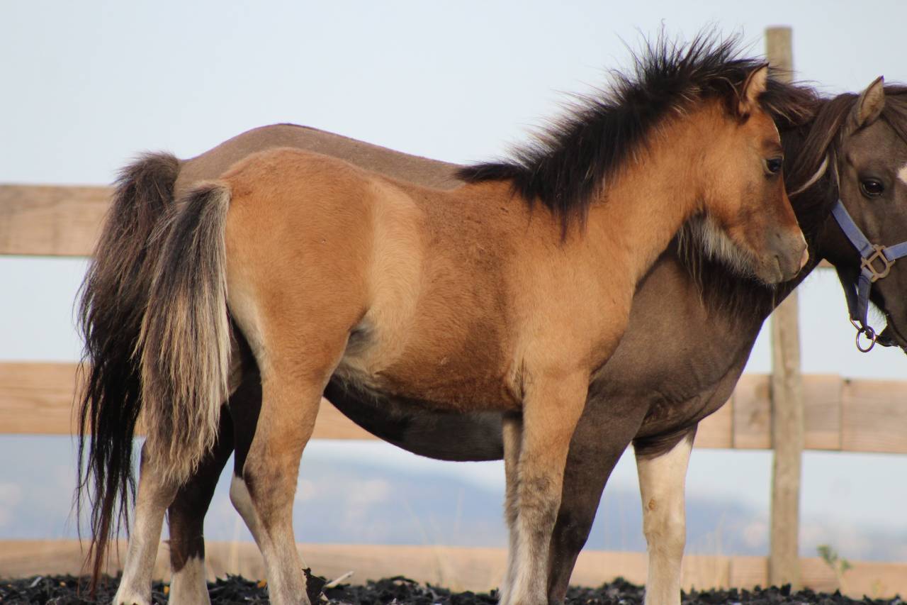 Puledro Welsh Cob  In vendita 2026 Isabella
