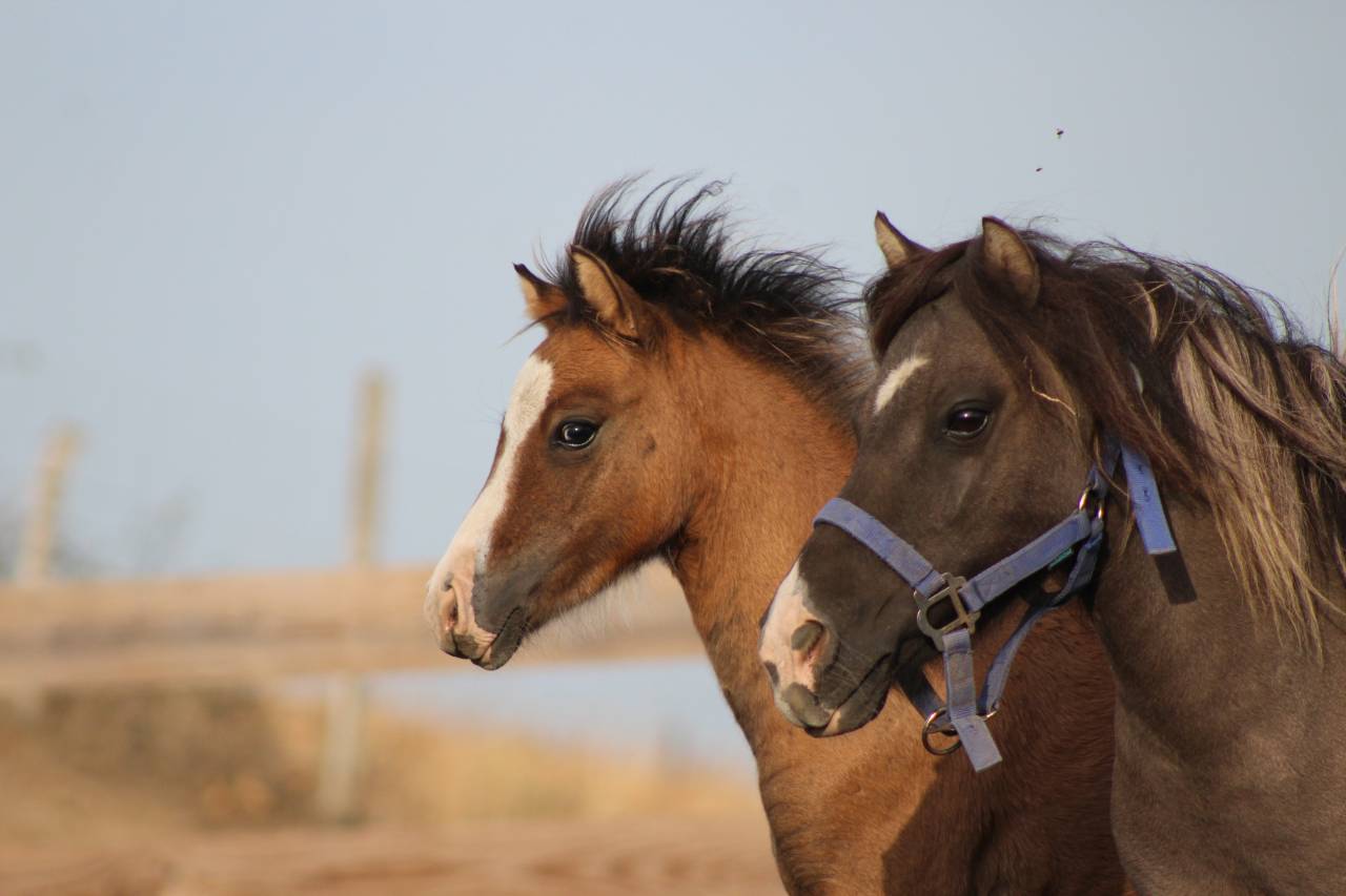 Puledro Welsh Cob  In vendita 2026 Isabella