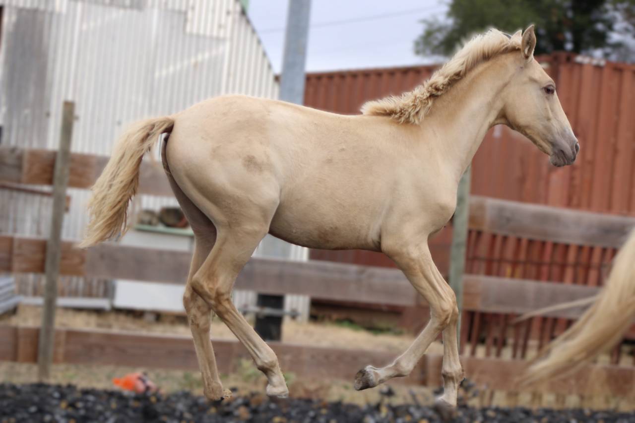 Puledra PRE Andaluso In vendita 2026 Perla