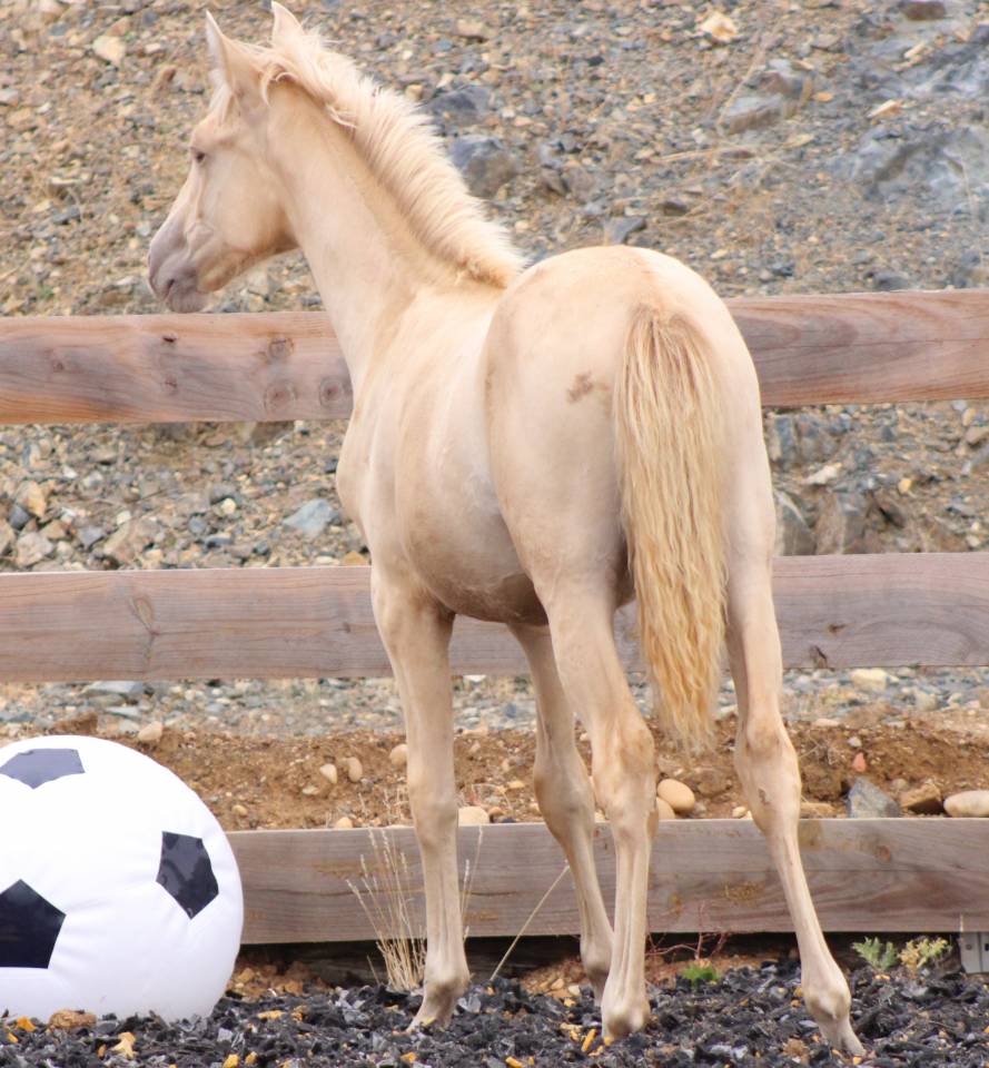 Puledra PRE Andaluso In vendita 2026 Perla