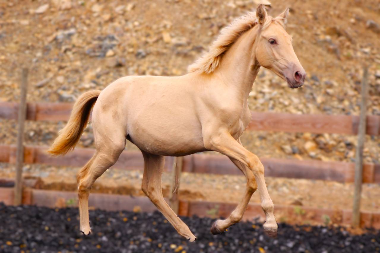 Puledra PRE Andaluso In vendita 2026 Perla