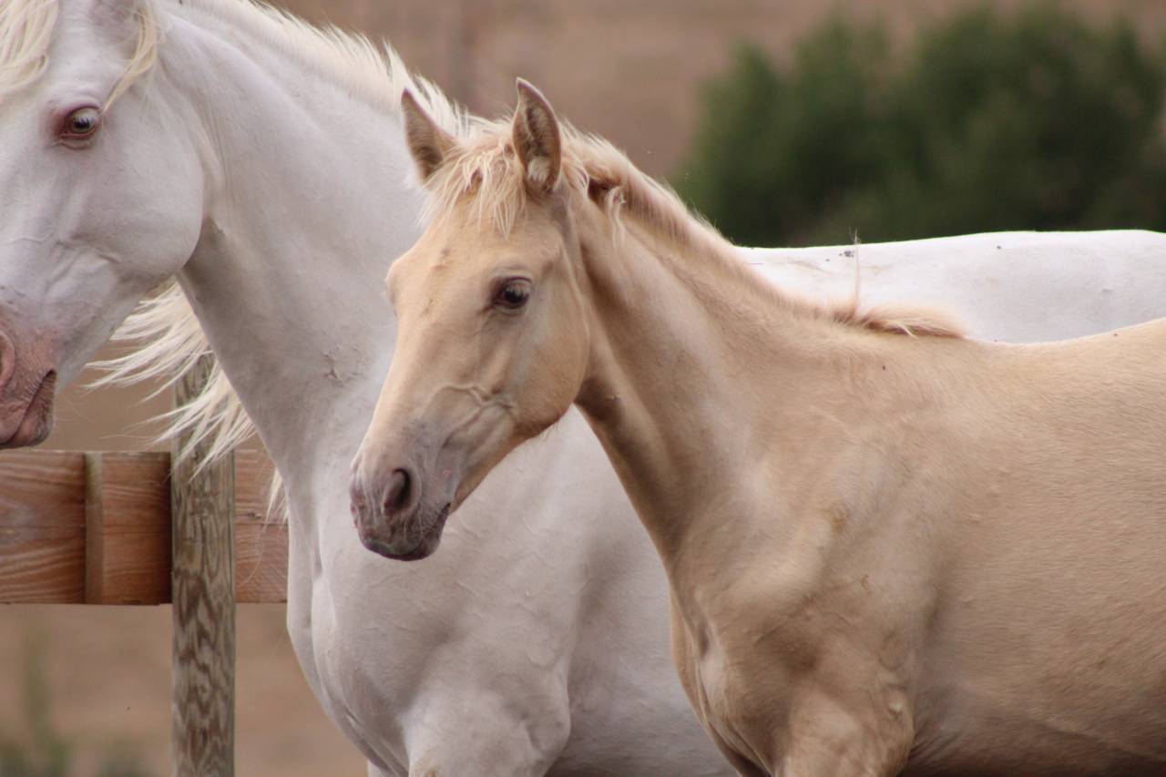 Puledra PRE Andaluso In vendita 2026 Perla