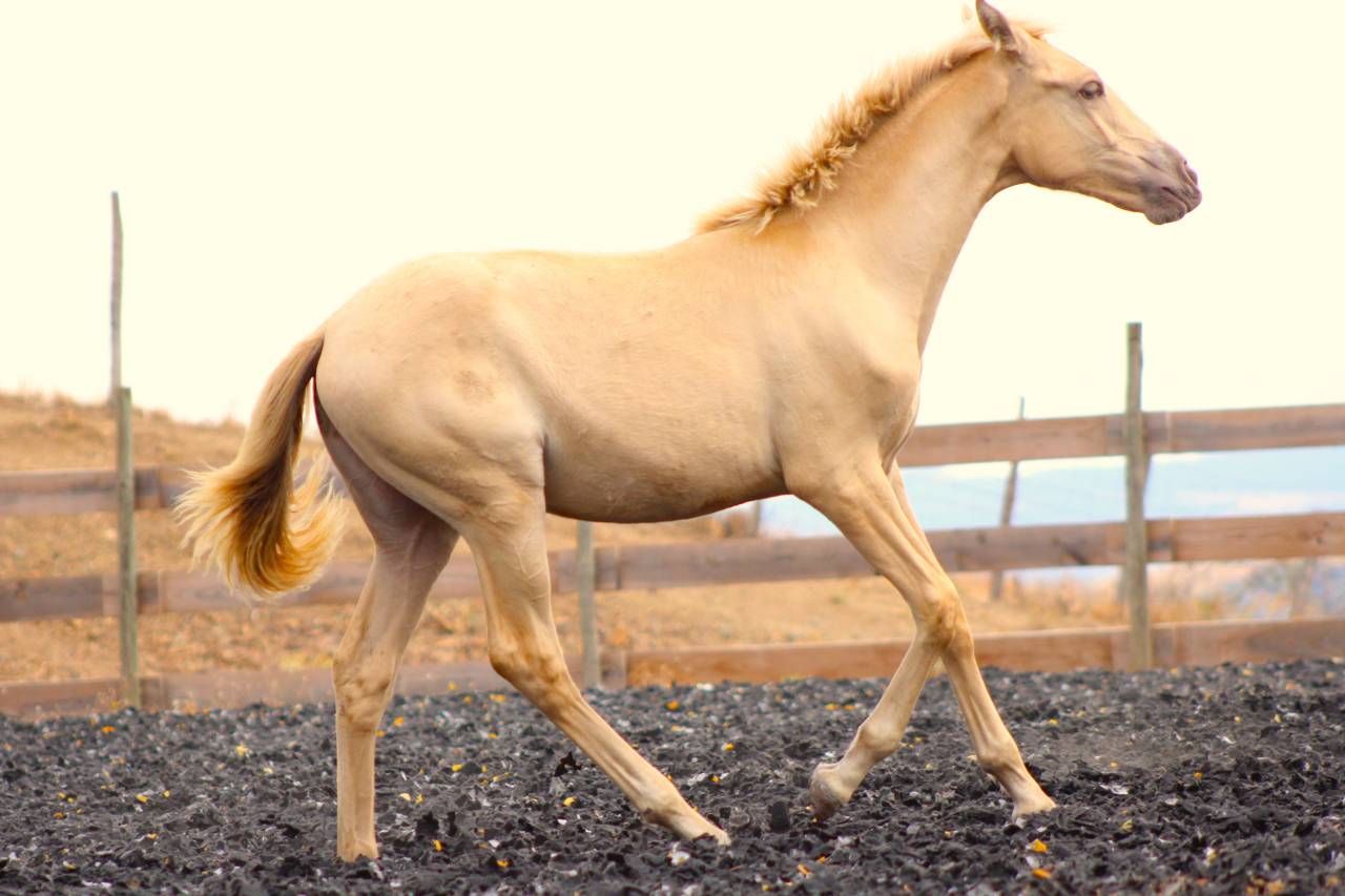 Puledra PRE Andaluso In vendita 2026 Perla