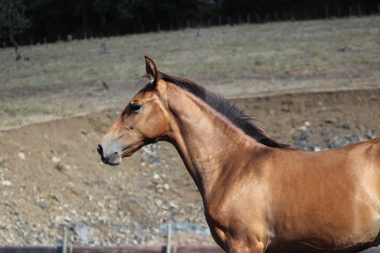 Puledra PRE Andaluso In vendita 2026 Perla