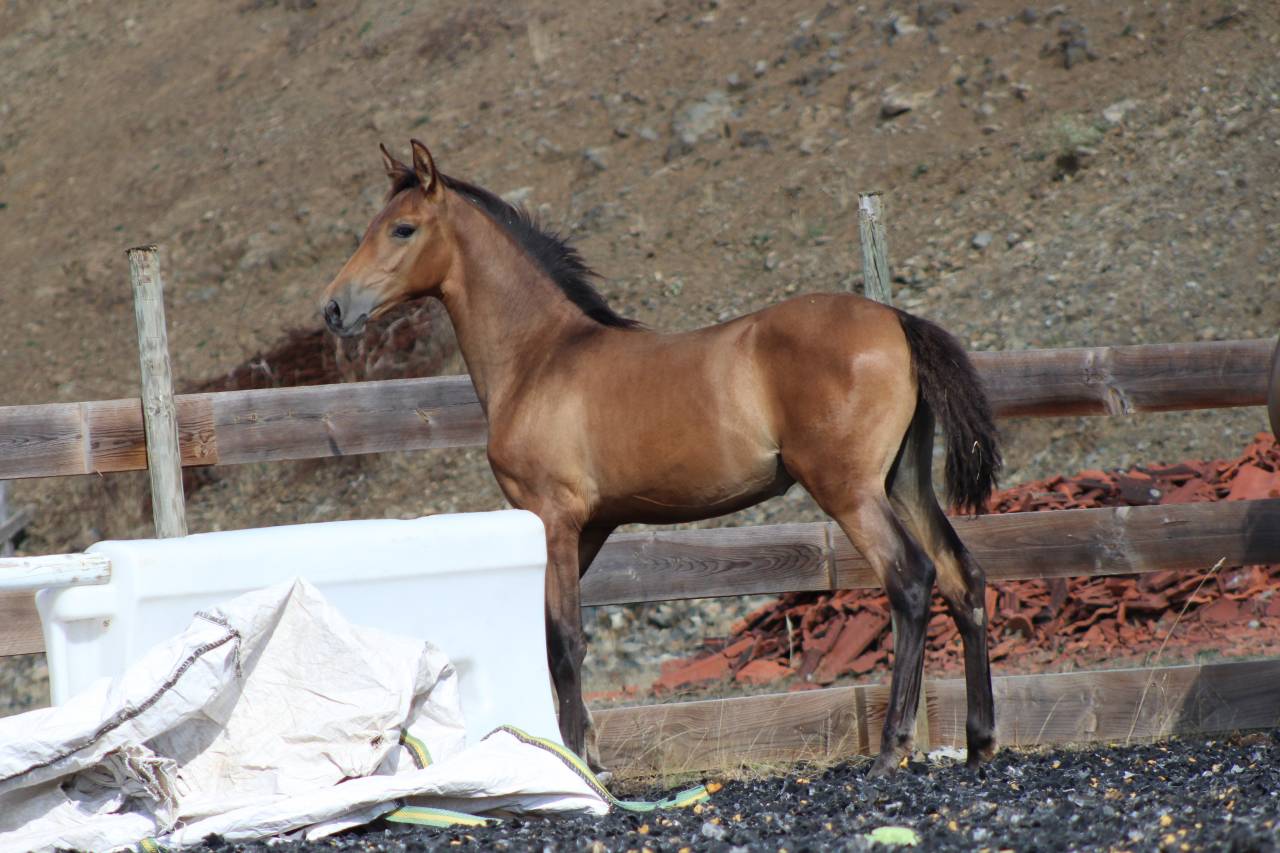 Puledra PRE Andaluso In vendita 2026 Perla