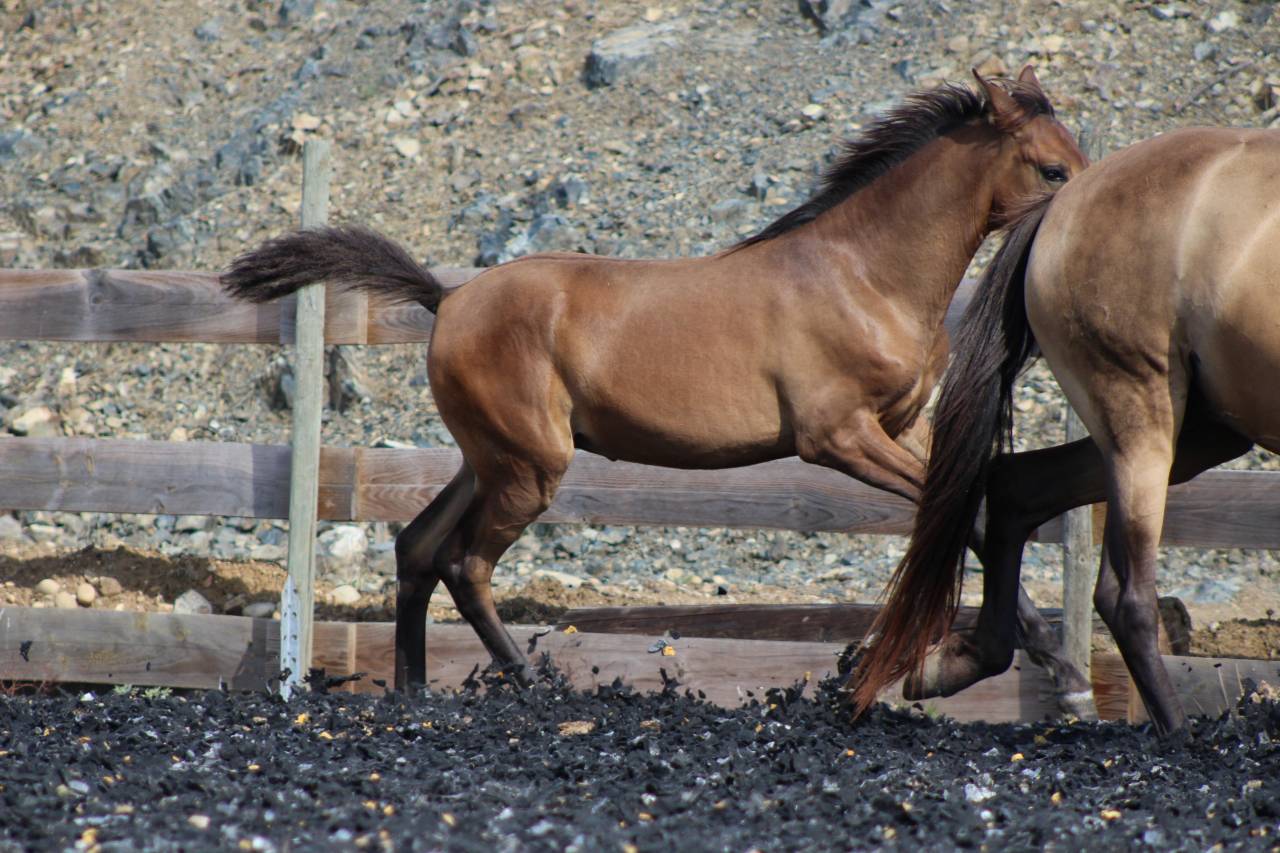 Puledra PRE Andaluso In vendita 2026 Perla