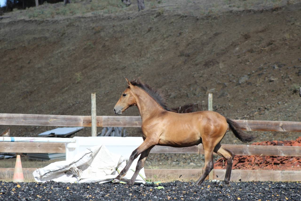 Puledra PRE Andaluso In vendita 2026 Perla