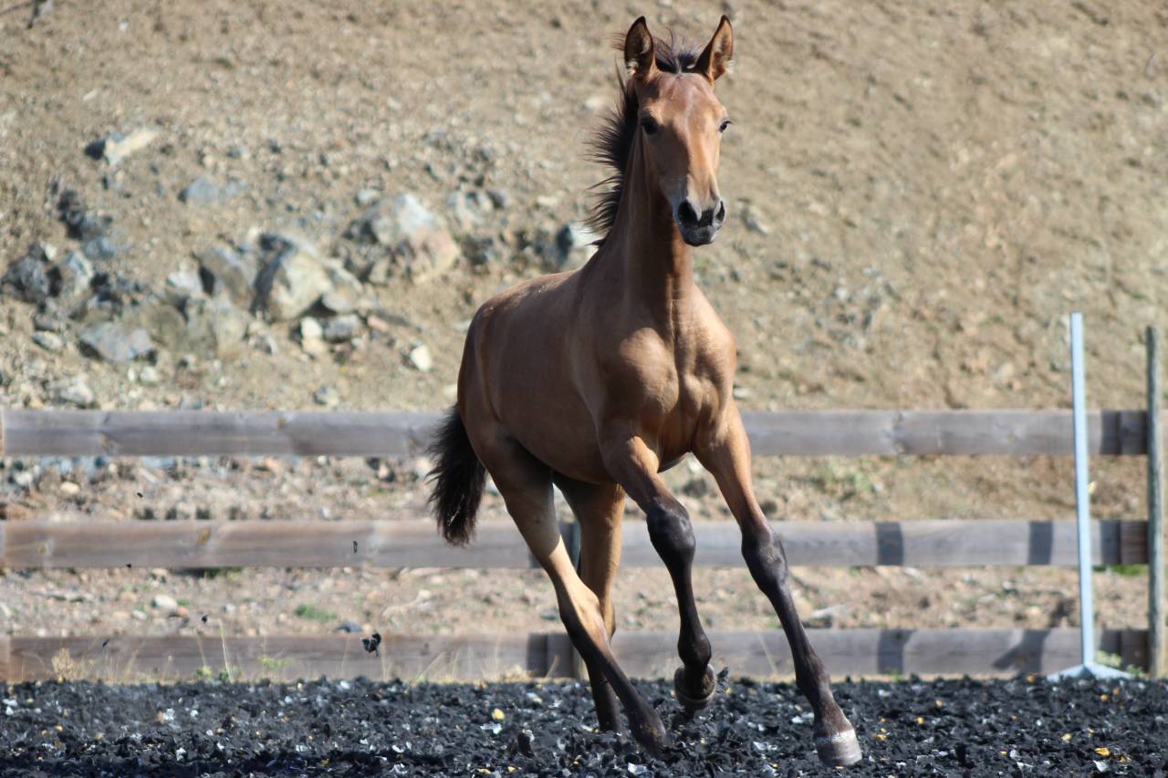 Puledra PRE Andaluso In vendita 2026 Perla