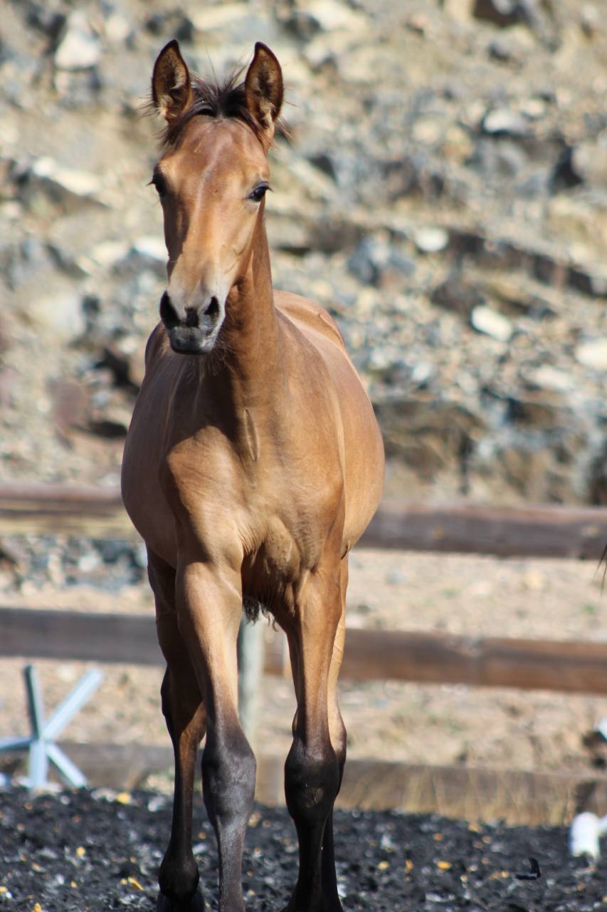Puledra PRE Andaluso In vendita 2026 Perla
