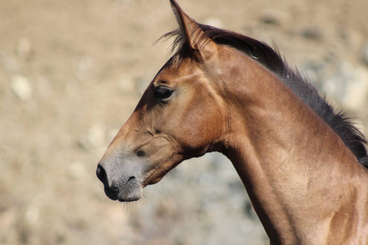 Puledra PRE Andaluso In vendita 2026 Perla