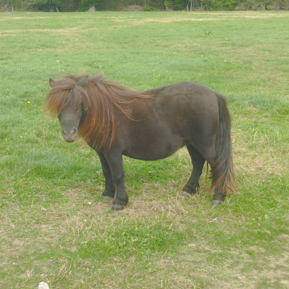 Cavalla Shetland In vendita 2020 Nero