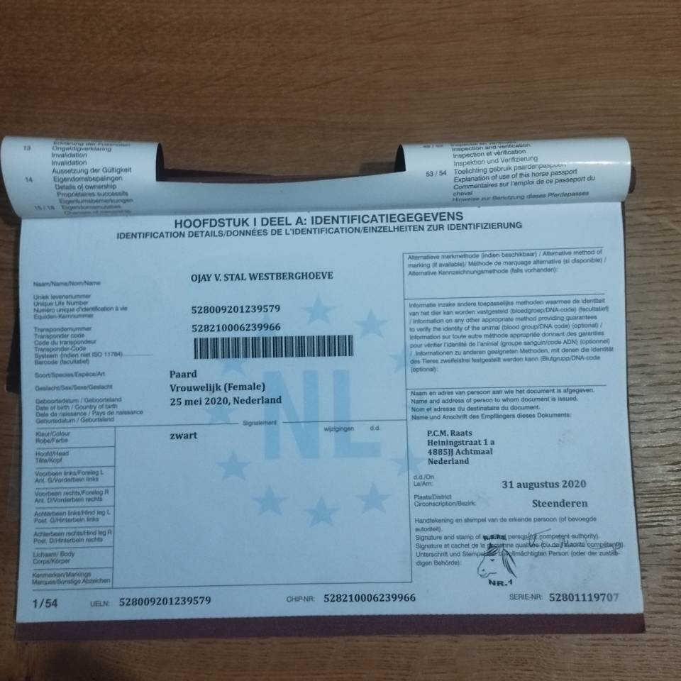 Cavalla Shetland In vendita 2020 Nero