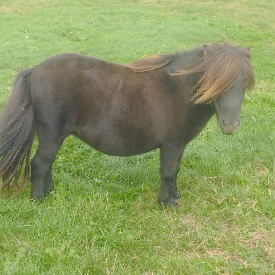 Cavalla Shetland In vendita 2020 Nero