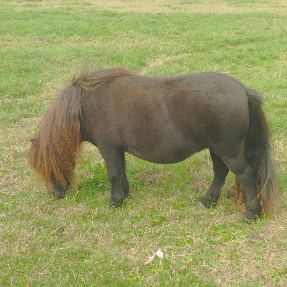 Cavalla Shetland In vendita 2020 Nero