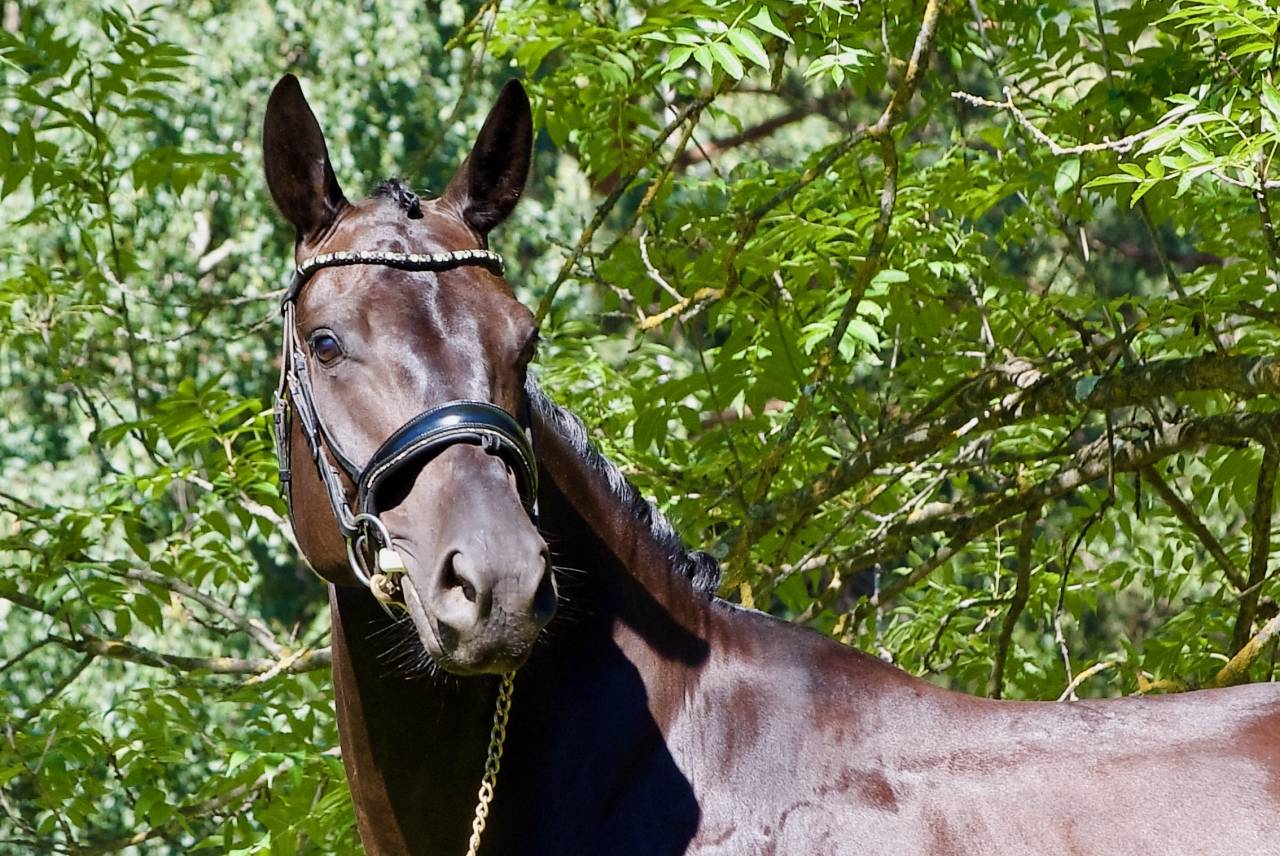 Castrone Cavallo da Sport Germano In vendita 2021 Nero