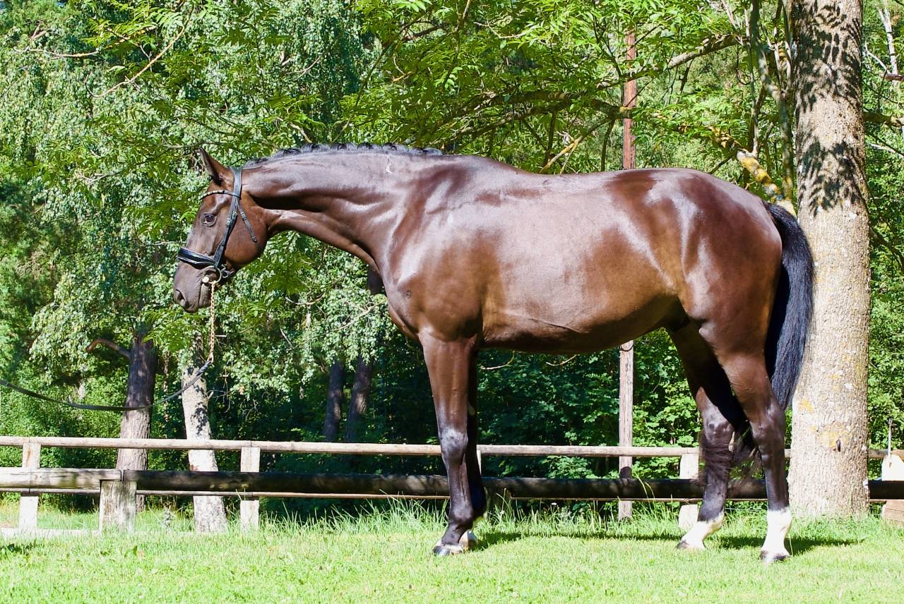 Castrone Cavallo da Sport Germano In vendita 2021 Nero