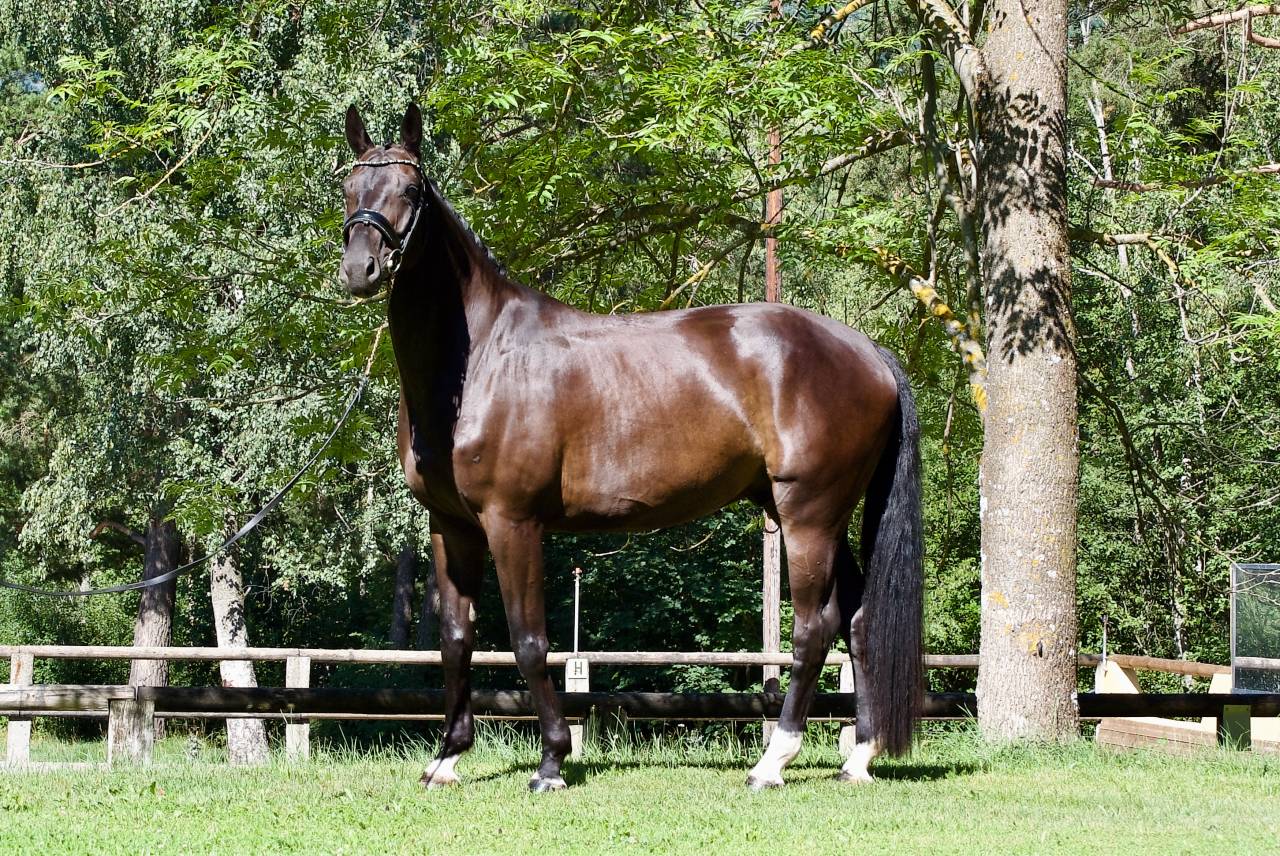 Castrone Cavallo da Sport Germano In vendita 2021 Nero