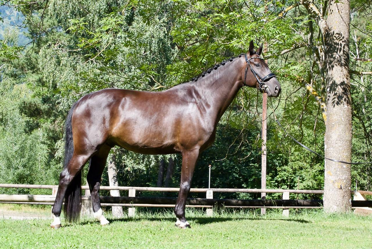 Castrone Cavallo da Sport Germano In vendita 2021 Nero