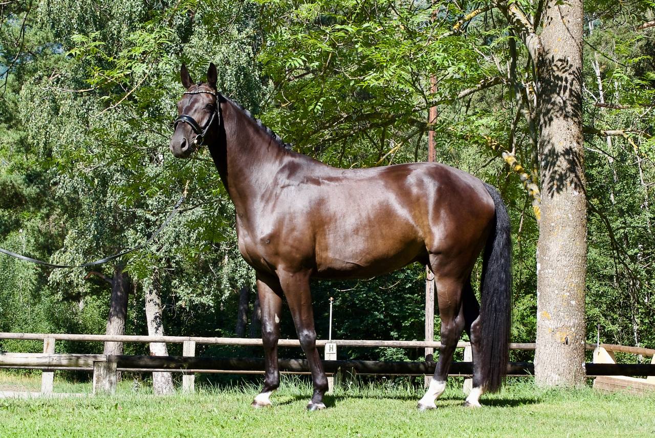 Castrone Cavallo da Sport Germano In vendita 2021 Nero