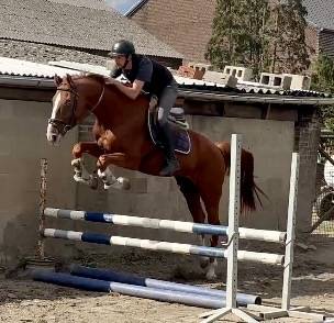 Castrone BWP Cavallo da Sangue Belgio In vendita 2019 Sauro