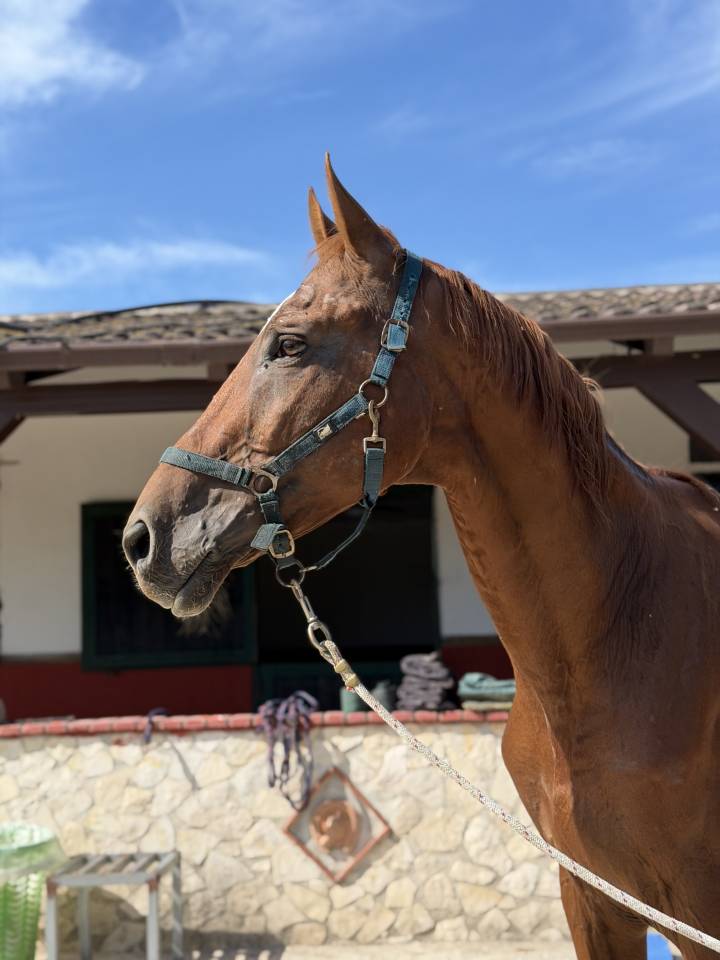 Stallone 15 anni