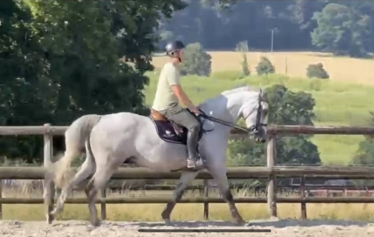 Cavalla Sella Francese In vendita 2020 Grigio ,  UNTOUCHABLE