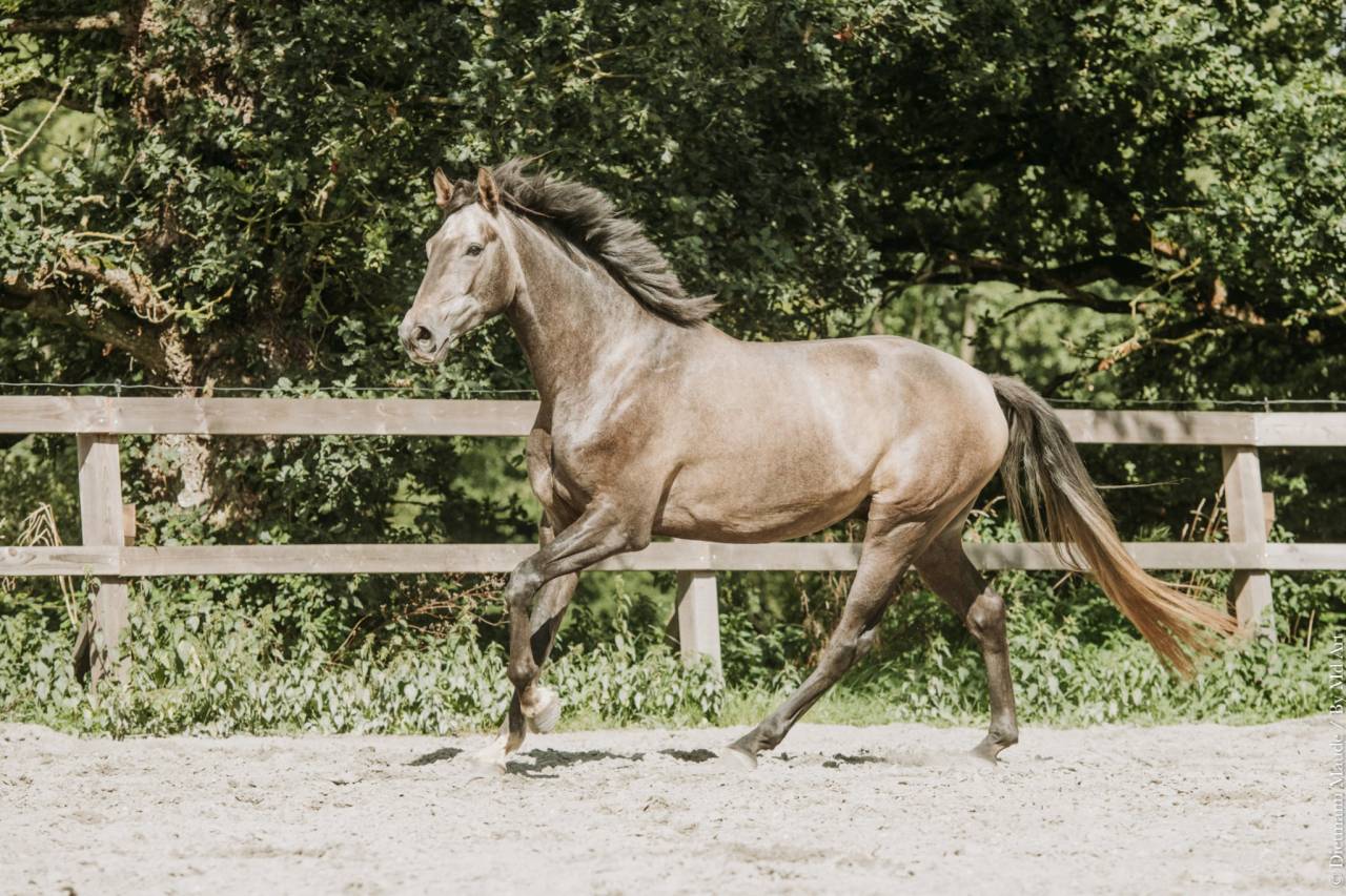Castrone KWPN Cavallo da Sport Neerlandese In vendita 2022 Grigio