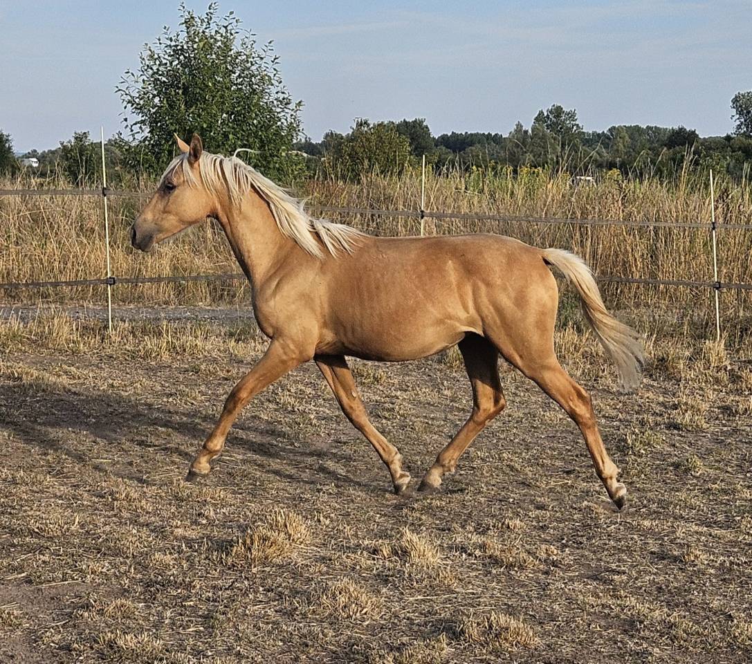 Puledra Sella Francese In vendita 2025 Palomino ,  Cremell aux lays