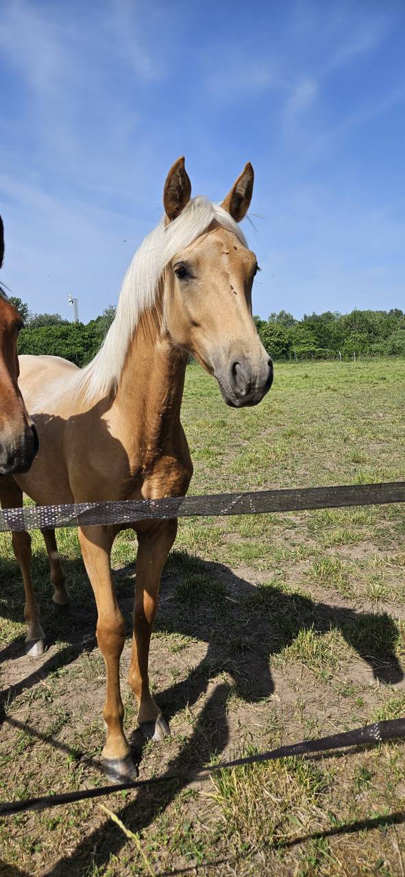 Puledra Sella Francese In vendita 2025 Palomino ,  Cremell aux lays