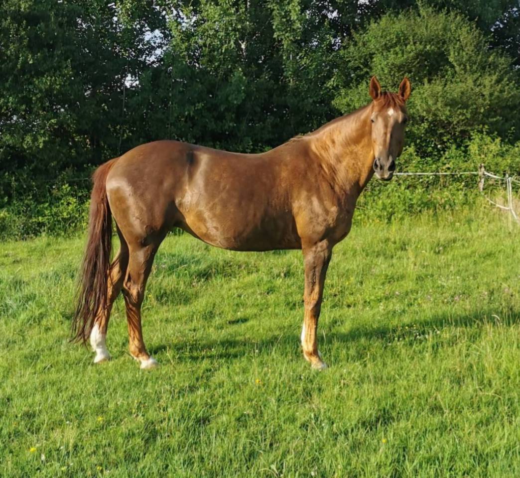 Puledra Sella Francese In vendita 2025 Palomino ,  Cremell aux lays