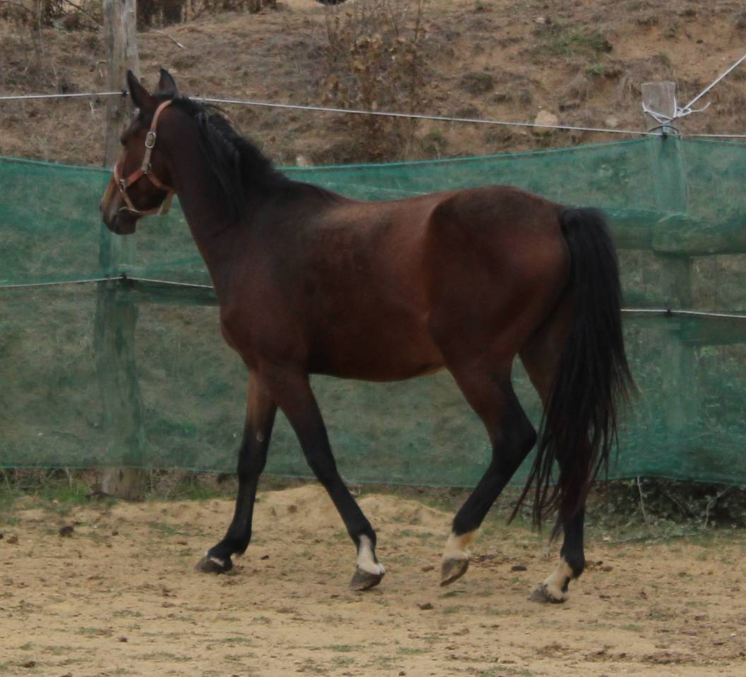 Puledra Pony da Sella Belgio In vendita 2023 Baio ,  Orado du vieux saule