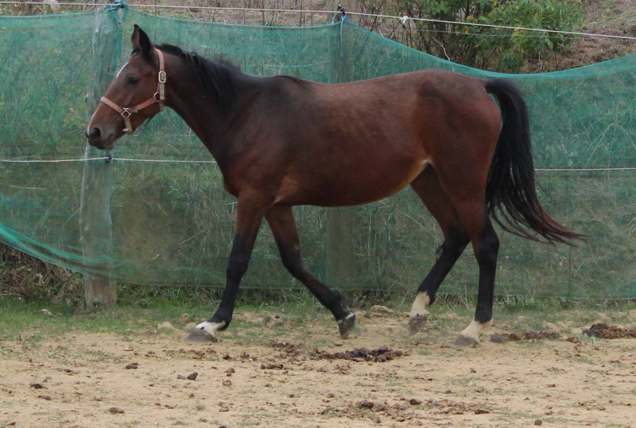 Puledra Pony da Sella Belgio In vendita 2023 Baio ,  Orado du vieux saule