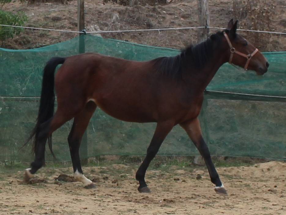 Puledra Pony da Sella Belgio In vendita 2023 Baio ,  Orado du vieux saule