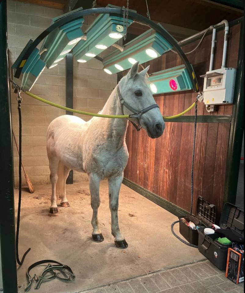VENDO PONY FRANCESE