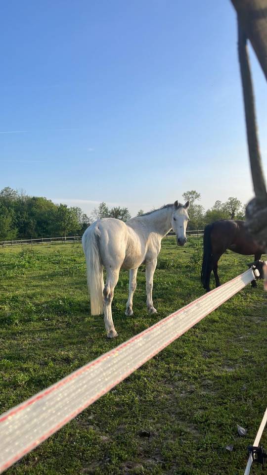 VENDO PONY FRANCESE