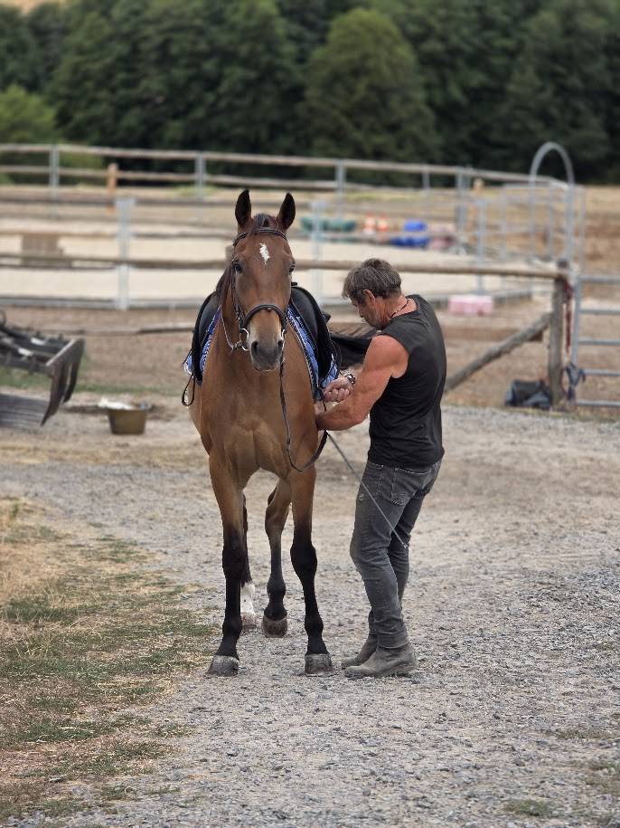 Castrone Trottatore Francese In vendita 2021 Baio
